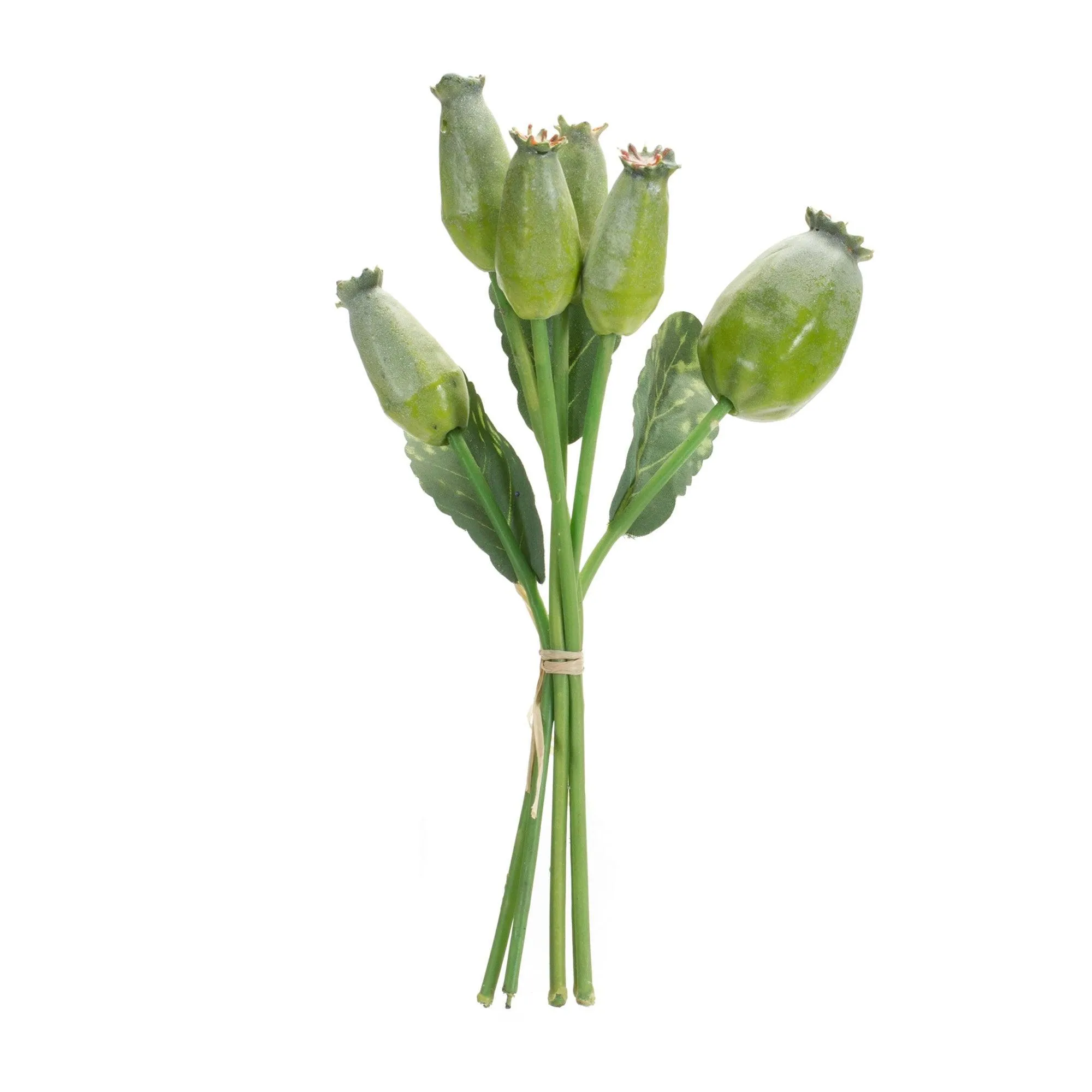 Green Poppy Pod Foliage Bundle (Set of 6)