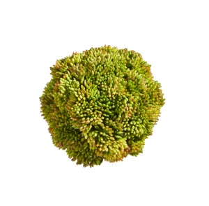 Green Sedum Ball - 4"