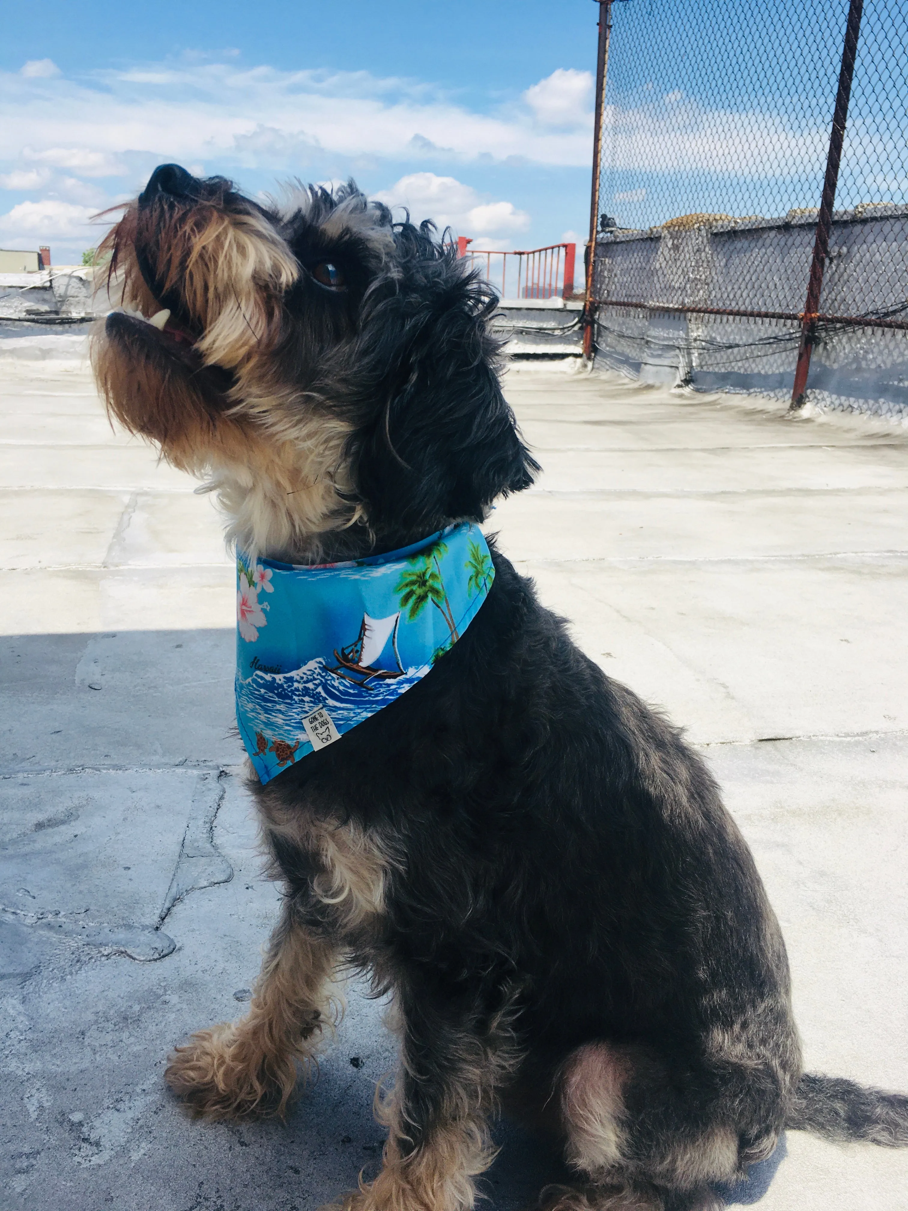 North Shore Bandana